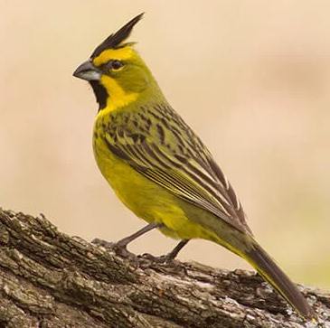 cardenal amarillo