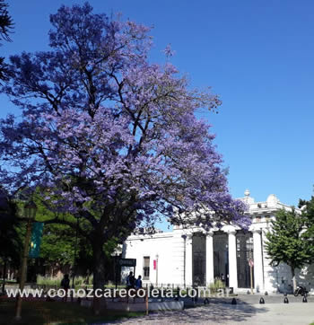 Jacarandas fachada cementerio Recoleta