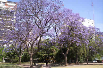 Jacarandas florecidos en Recoleta