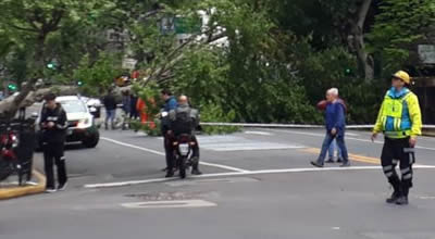 Arbol caido en Recoleta