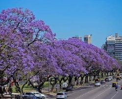Jacarandá