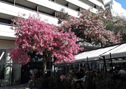 Palo borracho